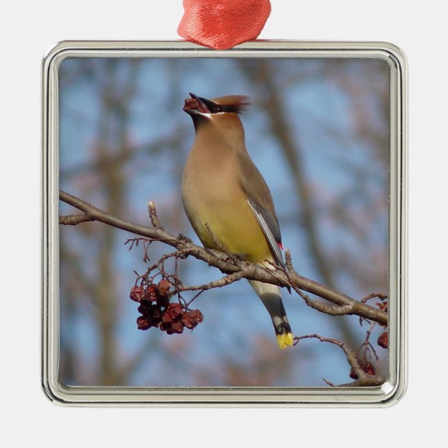 Ornamento De Metal Waxwing de cedro (Frente)