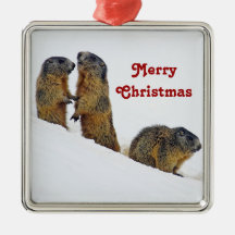 Wildlife Marmots Snow Foto de Natal