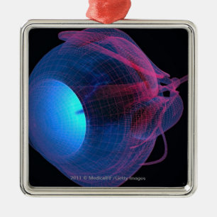 Ornamento De Metal Wireframe dos músculos do olho