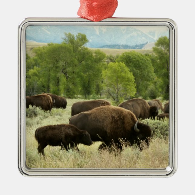 Ornamento De Metal Wyoming Bison Nature (Frente)