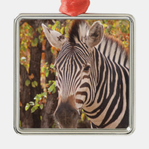 Ornamento De Metal zebra listrada se fecha em uma foto da floresta de