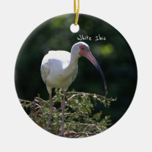 Ornamento De Pássaros Ibis Brancos