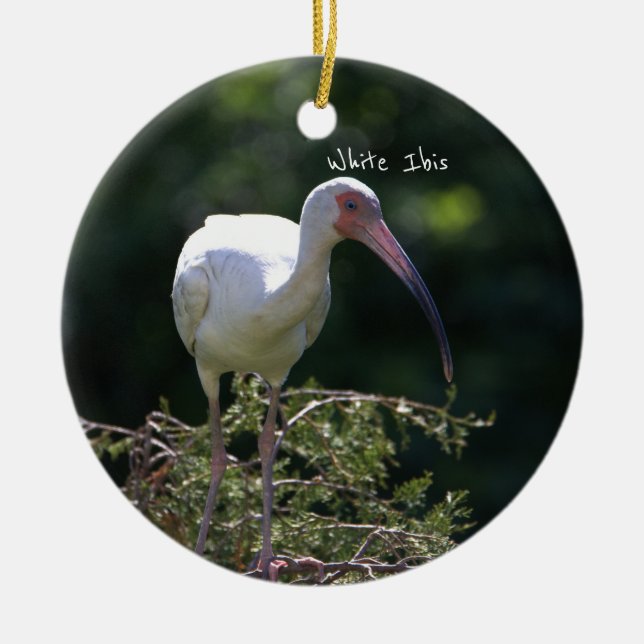 Ornamento De Pássaros Ibis Brancos (Frente)