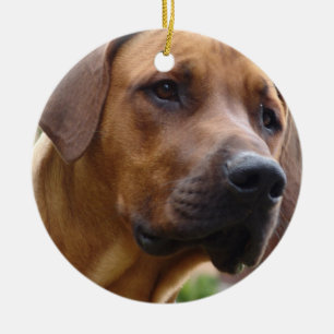 Ornamento de Rhodesian Ridgeback