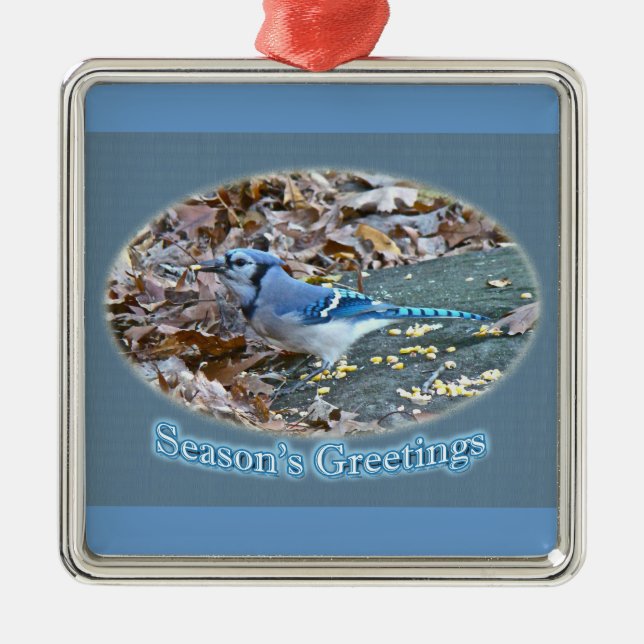 Ornamento de Saudações de Blue Jay Season (Frente)