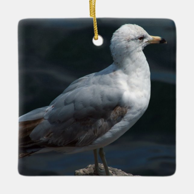 Ornamento de Seagull (Frente)