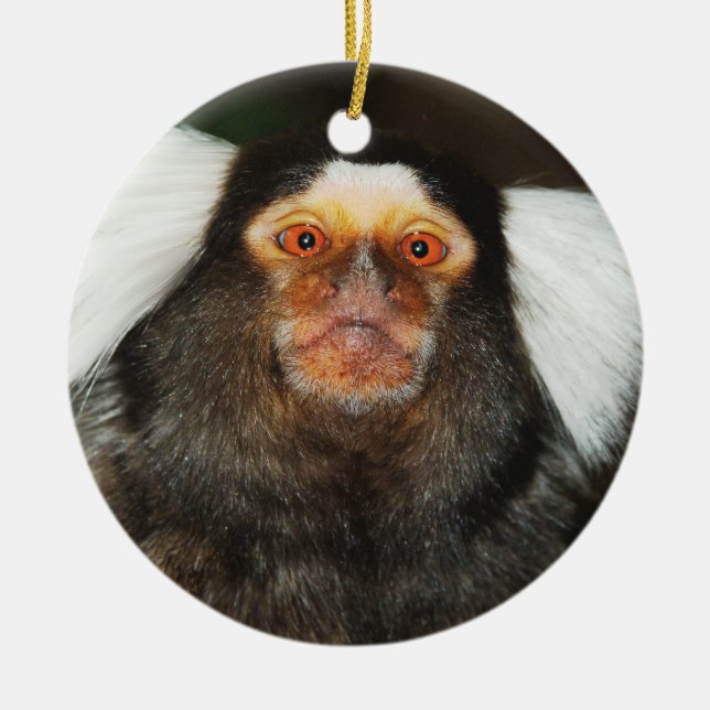 Ornamento de suspensão do Marmoset (Frente)