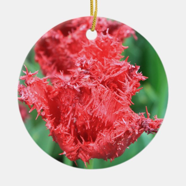 Ornamento de Tulip (Frente)