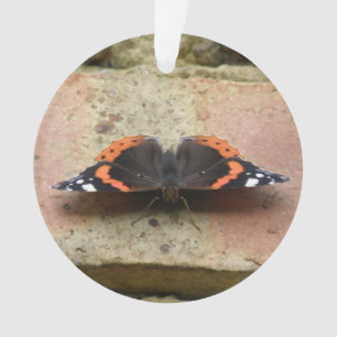 Ornamento do almirante vermelho borboleta