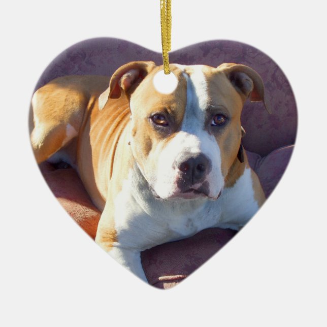 Ornamento do cão de Pitbull (Frente)