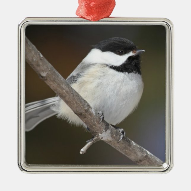 Ornamento do Chickadee (Frente)