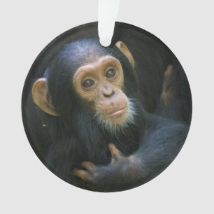 Ornamento do feriado do chimpanzé de Kibale