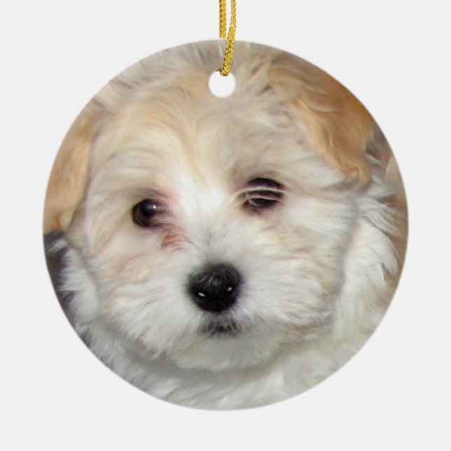 Ornamento do filhote de cachorro de Havanese (Frente)