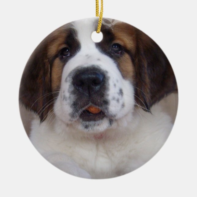 Ornamento do filhote de cachorro de St Bernard (Frente)