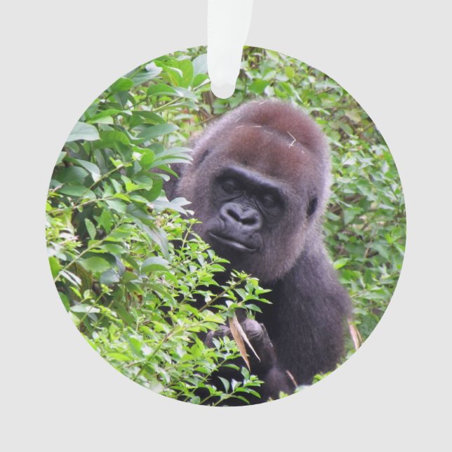 Ornamento do gorila do peekaboo (Frente)