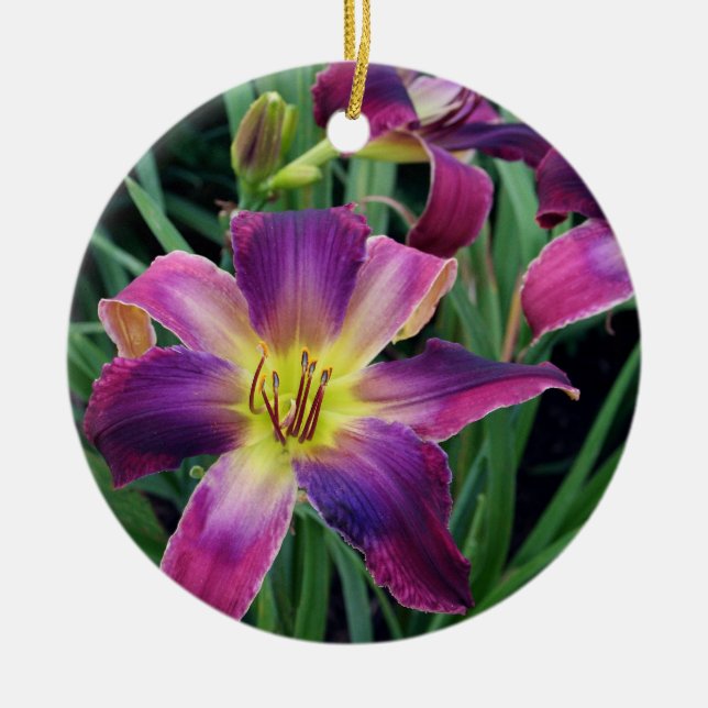 Ornamento do hemerocallis (Frente)