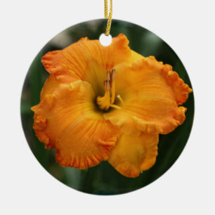 Ornamento do hemerocallis