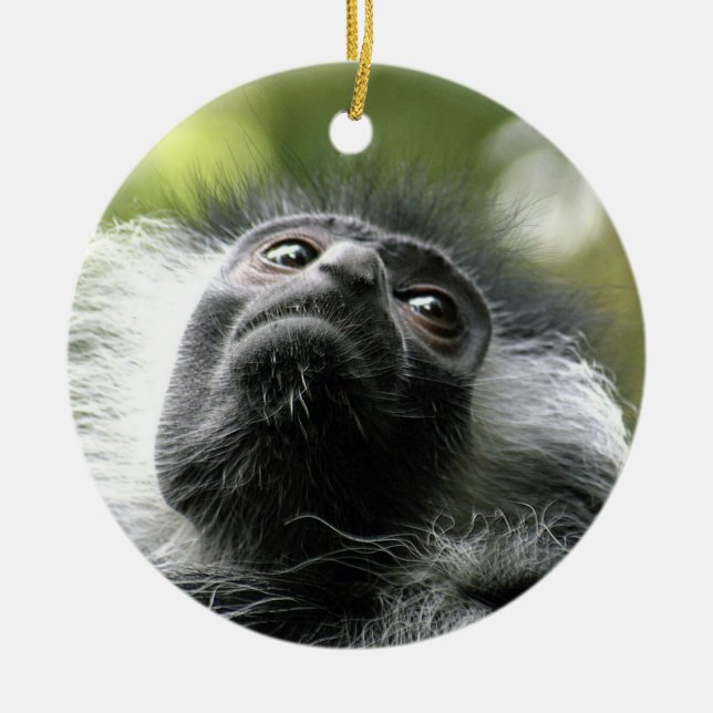 Ornamento do macaco de Colobus de Rwanda (Frente)