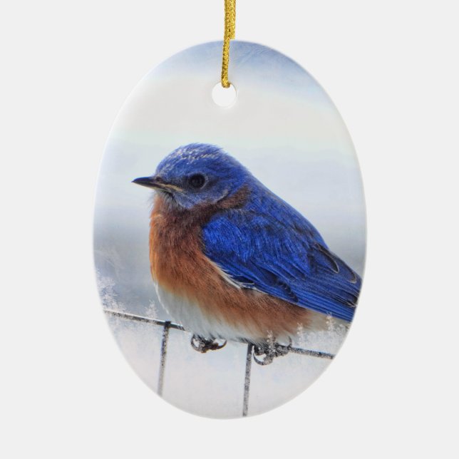 Ornamento do oval do Bluebird (Frente)