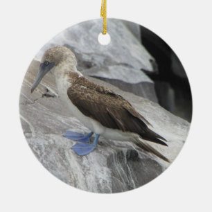 Ornamento do pássaro