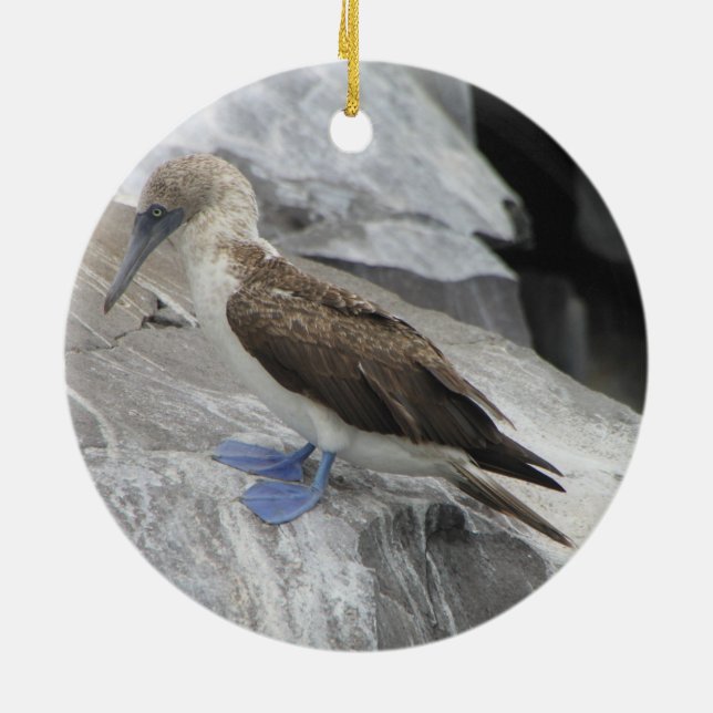 Ornamento do pássaro (Traseira)