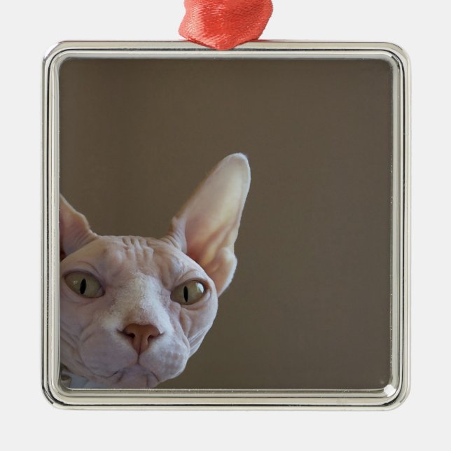 Ornamento do quadro do gato calvo de Sphynx mini (Frente)