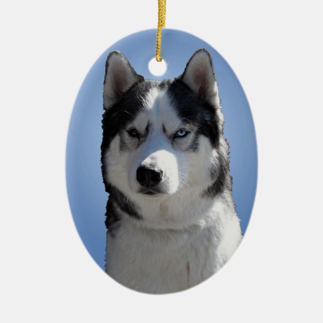 Ornamento do rouco Malamute Keepsasaem presentes n (Frente)