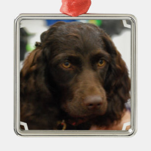 Ornamento do Spaniel de Boykin