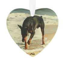 Doberman na imagem da pintura da praia