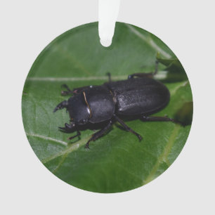 Ornamento Dorcus parallelipipedus , o escaravelho inferior