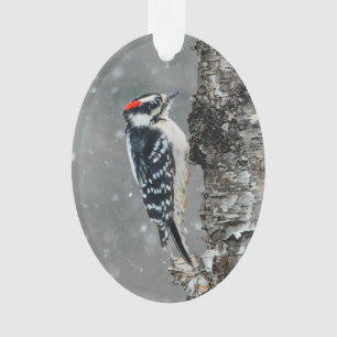 Ornamento Downy Woodpecker em Neve - Foto Original