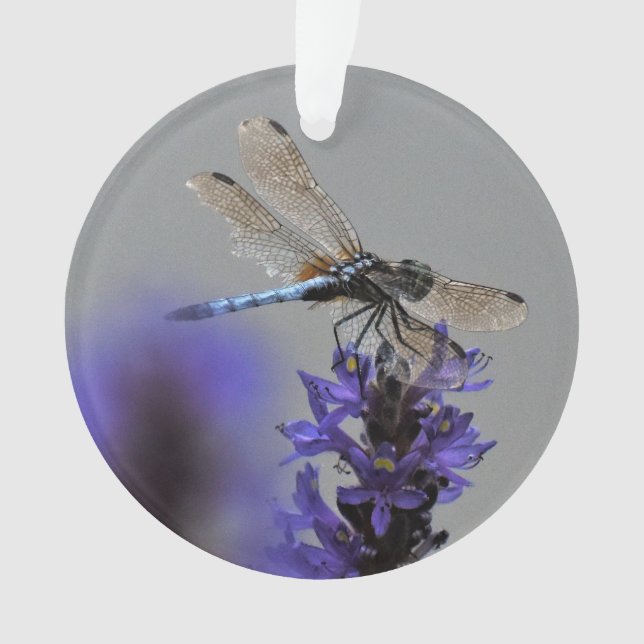 Ornamento Dragonfly (Frente)