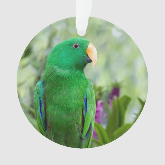 Ornamento Eclectus Parrot Male (Frente)