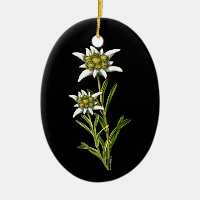 Ornamento Edelweiss bonito (Frente)