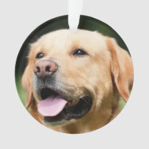 Em Memória - Memorial personalizável Gold Lab