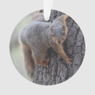 Ornamento Esquilo aderindo-se