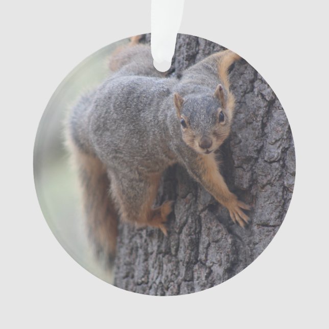 Ornamento Esquilo aderindo-se (Frente)