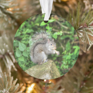 Ornamento Esquilo comendo um amendoim