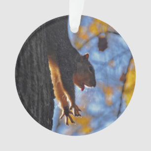 Ornamento Esticando o esquilo