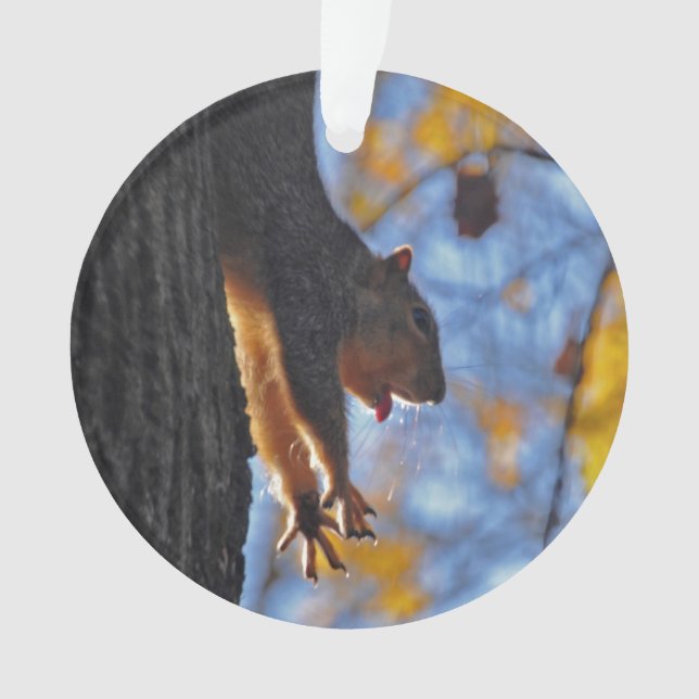 Ornamento Esticando o esquilo (Frente)