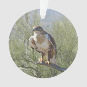 Ornamento Falcão Ferruginous