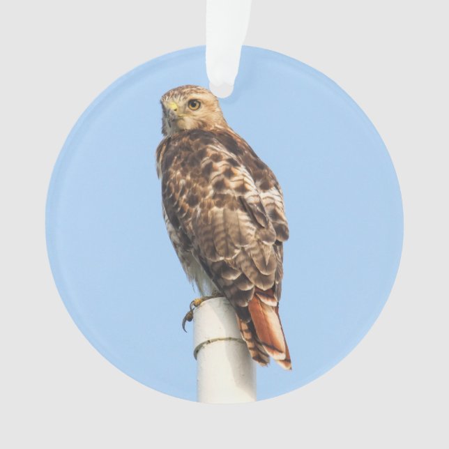 Ornamento falcão Vermelho-atado (Frente)