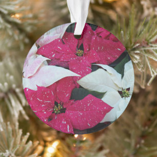 Ornamento Férias Festivas Poinsettias Floral