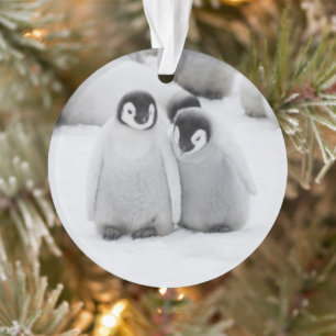 Ornamento Filhotes de Pinguim Imperador no Gelo na Antártida