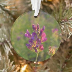 Ornamento Flor Alfalfa