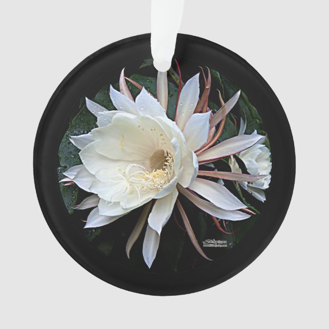 Ornamento Flor de Cacto Epífita (Frente)