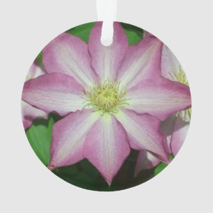 Ornamento Flor Primavera do Clematis, rosa e branca