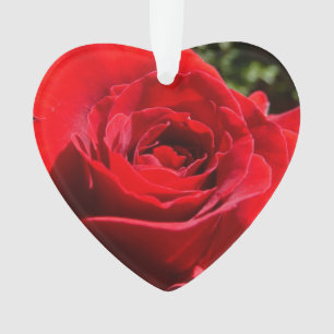 Ornamento Flor Rosa vermelha brilhante Flor