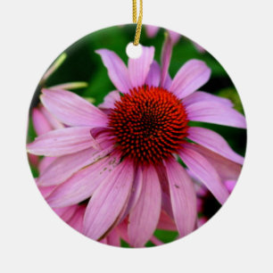 ornamento floral de echinacea rosa
