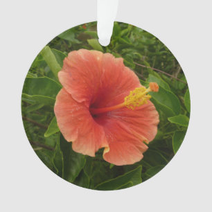 Ornamento Floral Tropical de Laranja Hibiscus